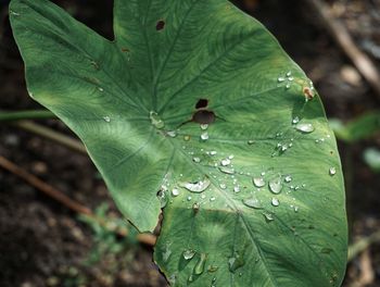 Close-up of raindrops on leaves