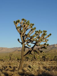 Tree on field against clear blue sky