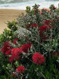 Close-up of flowers against plants