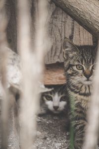 Portrait of cat with kitten