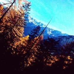 Close-up of trees against sky during sunset