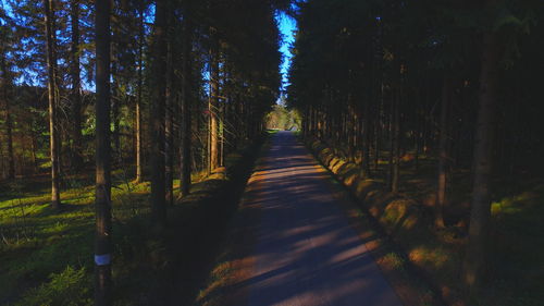 Trees in forest against sky at night