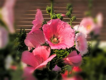 Close-up of pink flower