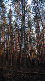 Low angle view of bamboo trees in forest