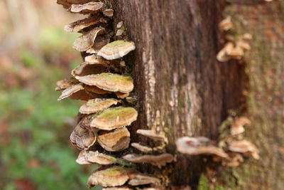 Close-up of mushroom growing on tree trunk