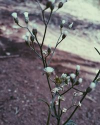 Close-up of white flowers growing on field