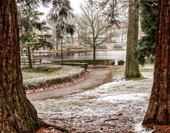 Bare trees by water against sky