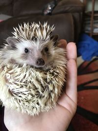 Hedgehog in hand