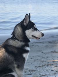 Dog looking away on beach