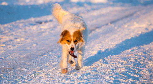 Dog running in snow