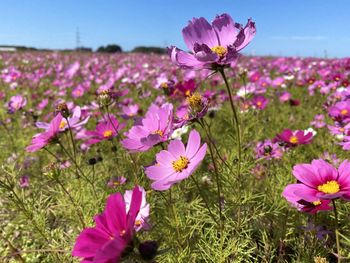 Close-up of pink cosmos flowers on field