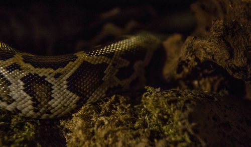 Close-up of an animal