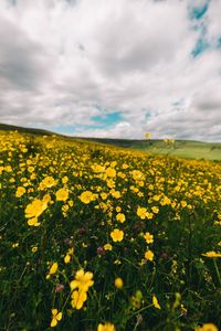 Close-up of yellow flowers blooming in field against cloudy sky