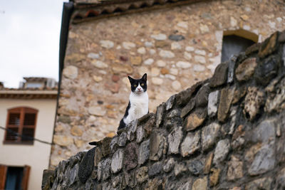 Low angle view of cat on wall against building