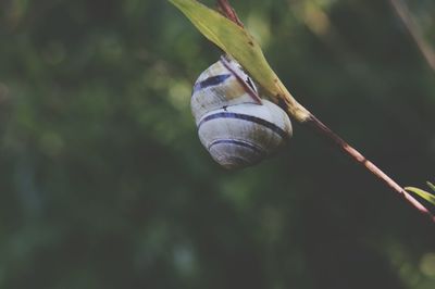 Close-up of snail on leaf