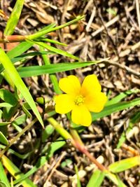 Close-up of yellow flowers blooming in field