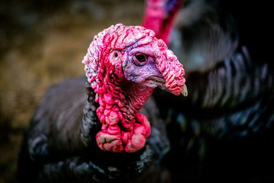 Close-up of rooster