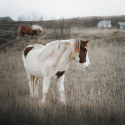 Horse standing on field