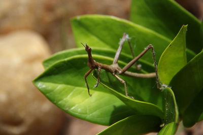 Close-up of insect on leaves