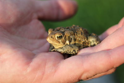 Cropped hand with frog