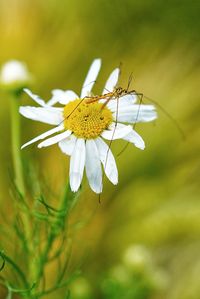 Close-up of butterfly pollinating on yellow flower