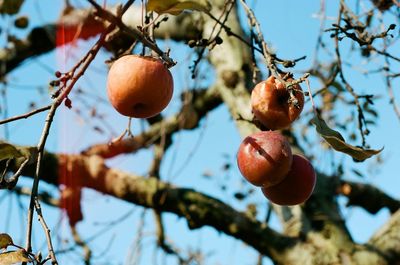 Low angle view of fruits on tree