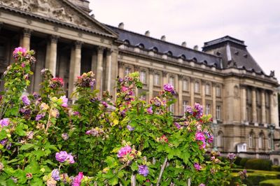 Pink flowering plant by building against sky