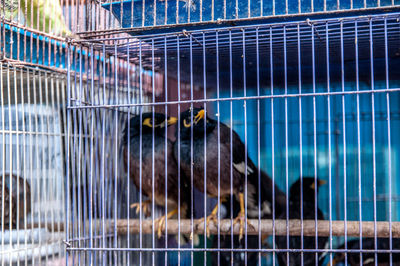 Close-up of parrot perching in cage