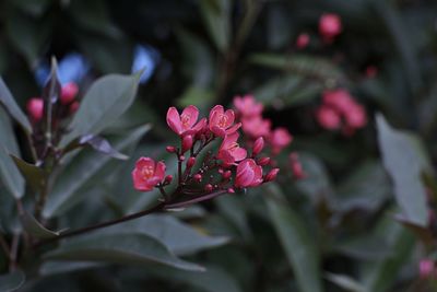 Close-up of pink flowers blooming outdoors