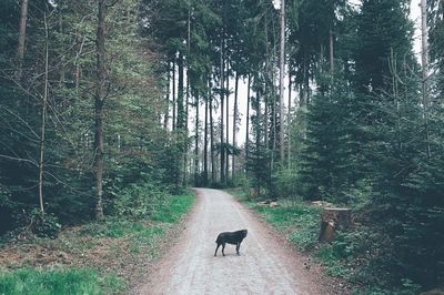 Dog standing amidst trees in forest