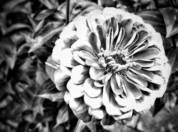 Close-up of flower blooming outdoors