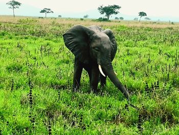 Elephant grazing on field against sky