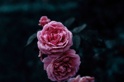 Close-up of pink rose