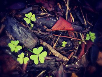 Close-up of fallen leaves on field