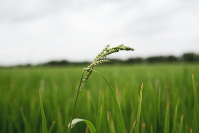 Close-up of crop growing on field