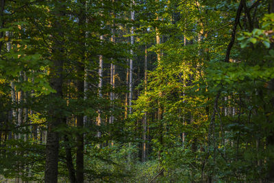 Trees in forest