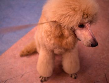 Close-up of dog looking away