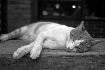 Close-up of cat sleeping on floor