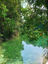 Scenic view of lake in forest