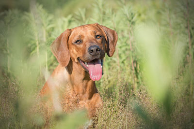 Portrait of dog in grass