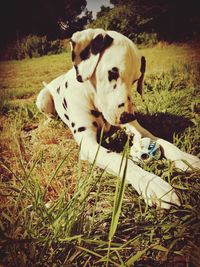 Close-up of dog sitting on field