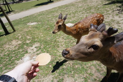 Close-up of hand feeding deer