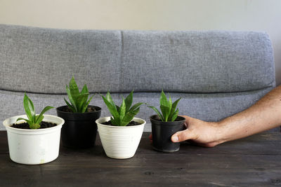 Close-up of hand holding potted plant at home