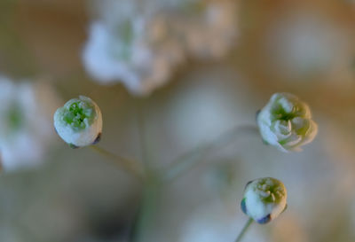 Close-up of flower against blurred background