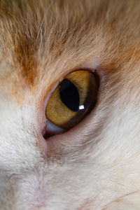 Close-up portrait of a cat