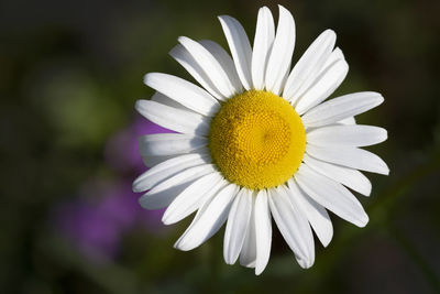 Close-up of white daisy flower