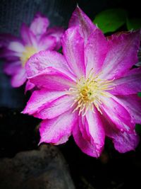 Close-up of pink rose flower