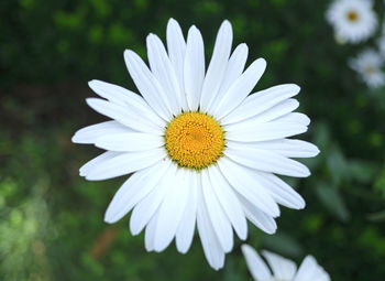 Close-up of white daisy