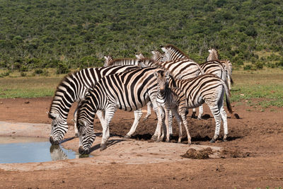 Zebra and zebras standing in a water