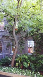 Tree in front of building